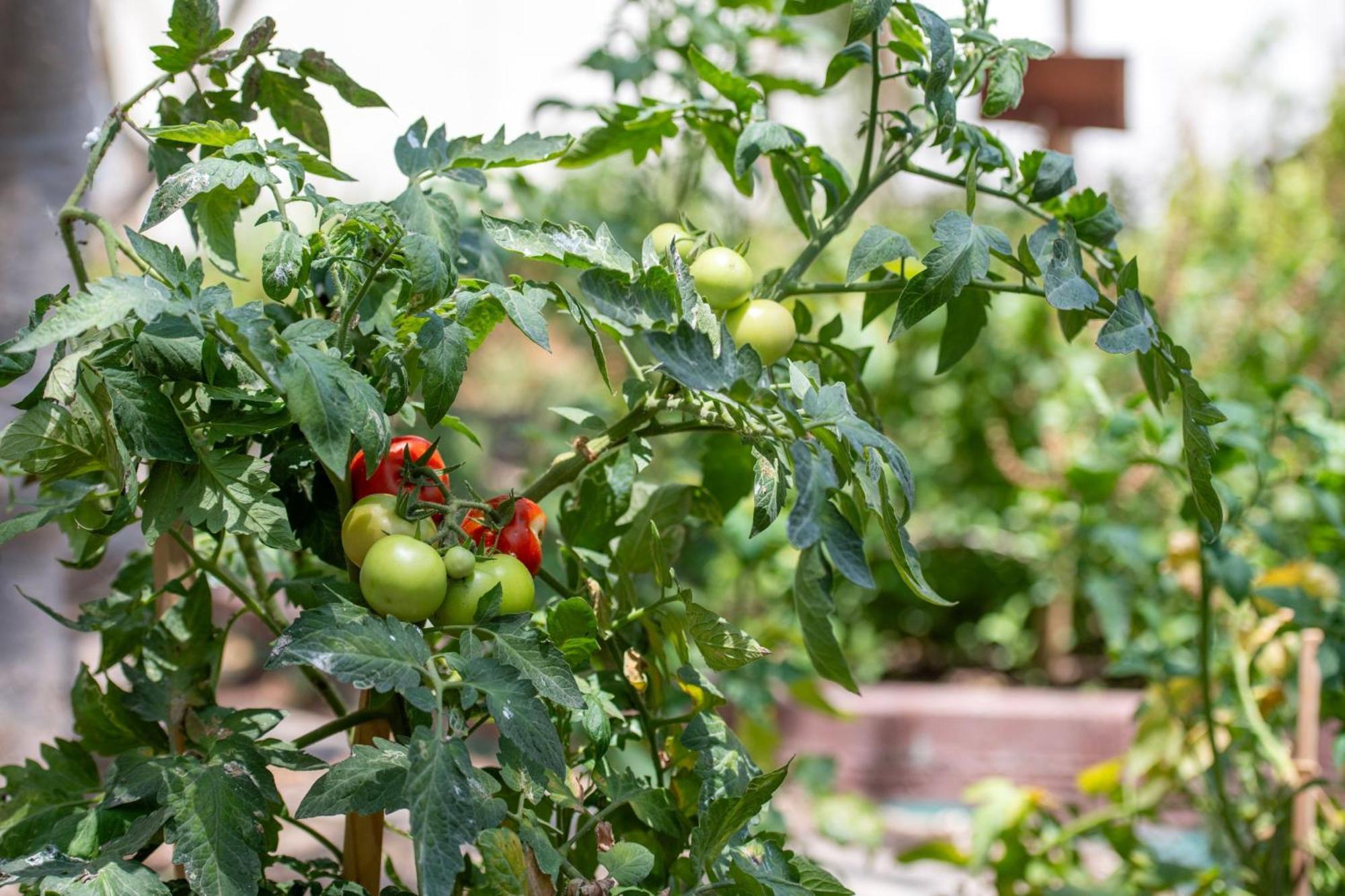 더 리츠 칼튼, 도하 외부 사진 Tomato plants